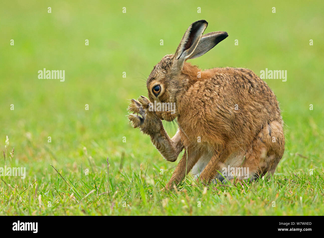 Europäische Hase (Lepus europeaus) Grooming, UK, Juni. Stockfoto