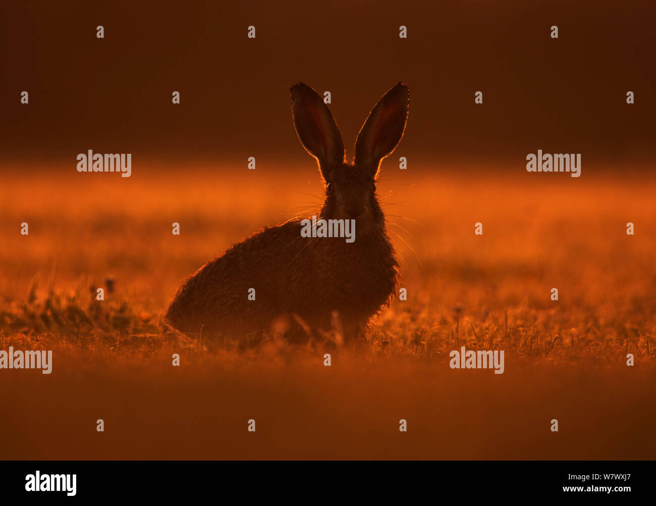Europäische Hare (Lepus europaeus) leveret bei Sonnenaufgang. DE Stockfoto