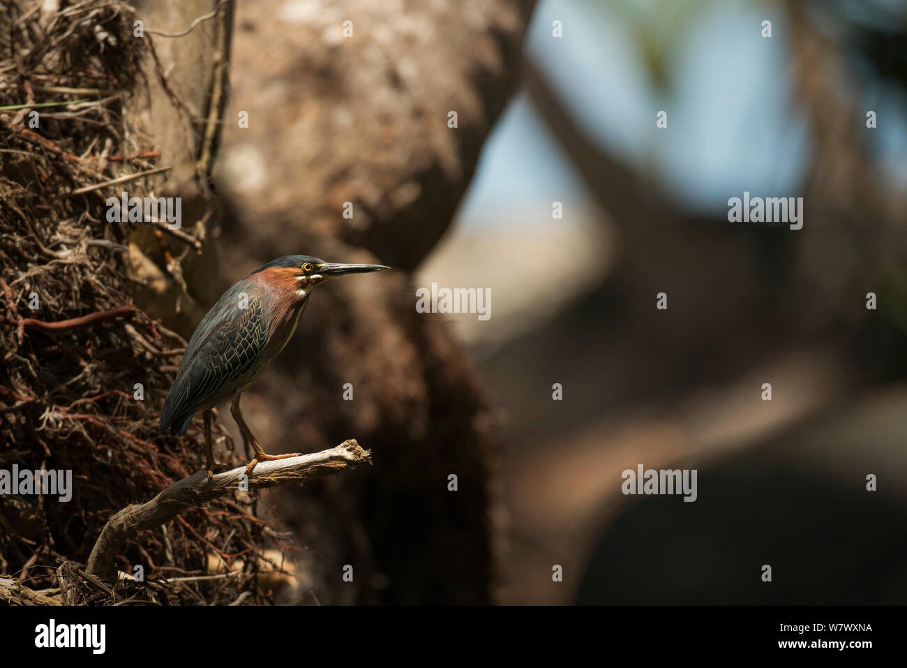 Green Heron (Butorides Virescens). Anse Mamin, Saint Lucia. Stockfoto