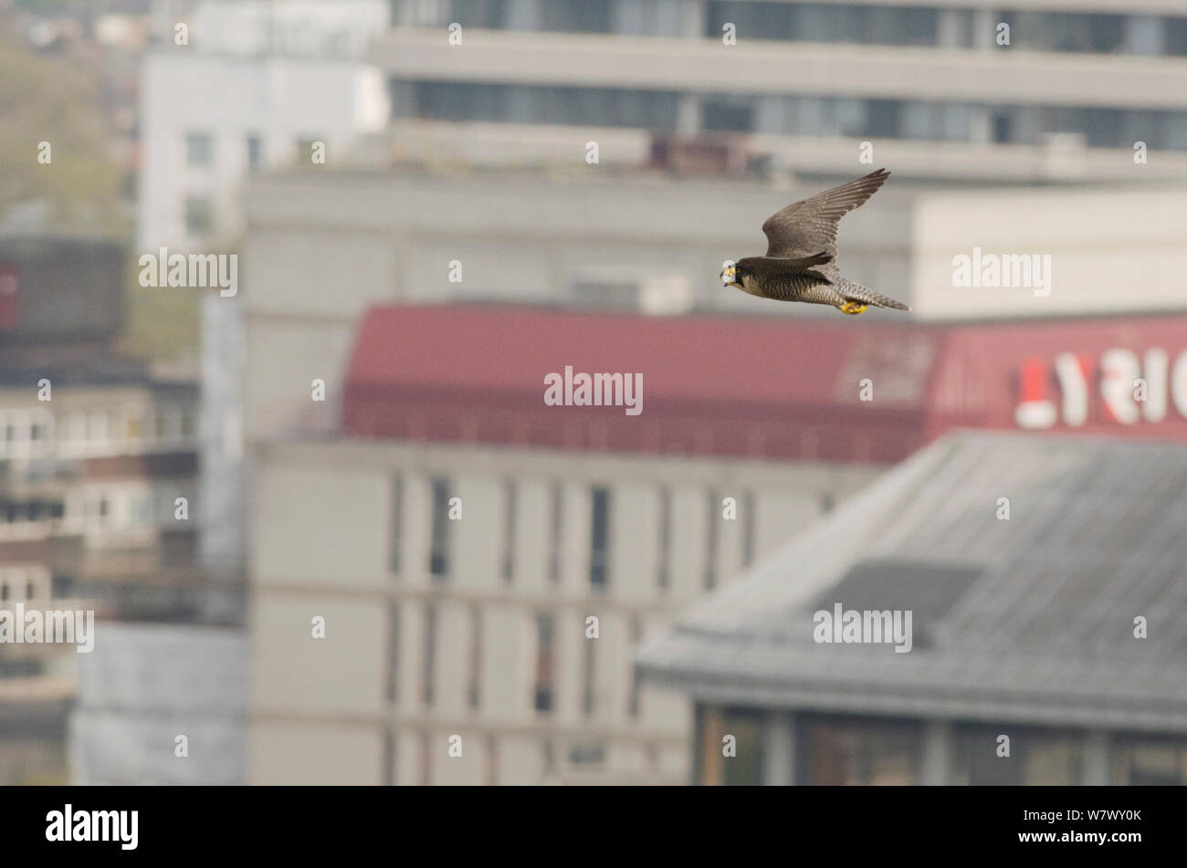 Wanderfalke (FALCO PEREGRINUS), erwachsene Frau im Flug über die Stadt. Hammersmith, London, Großbritannien. Mai. Stockfoto