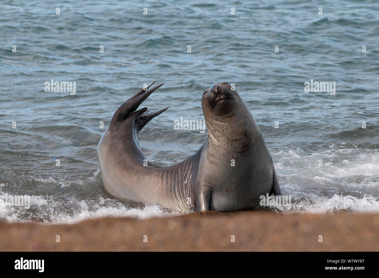 Südlicher See-Elefant (Mirounga leonina leonina) an Land. Caleta Valdés, die Halbinsel Valdes, Chubut, Patagonien, Argentinien. Stockfoto