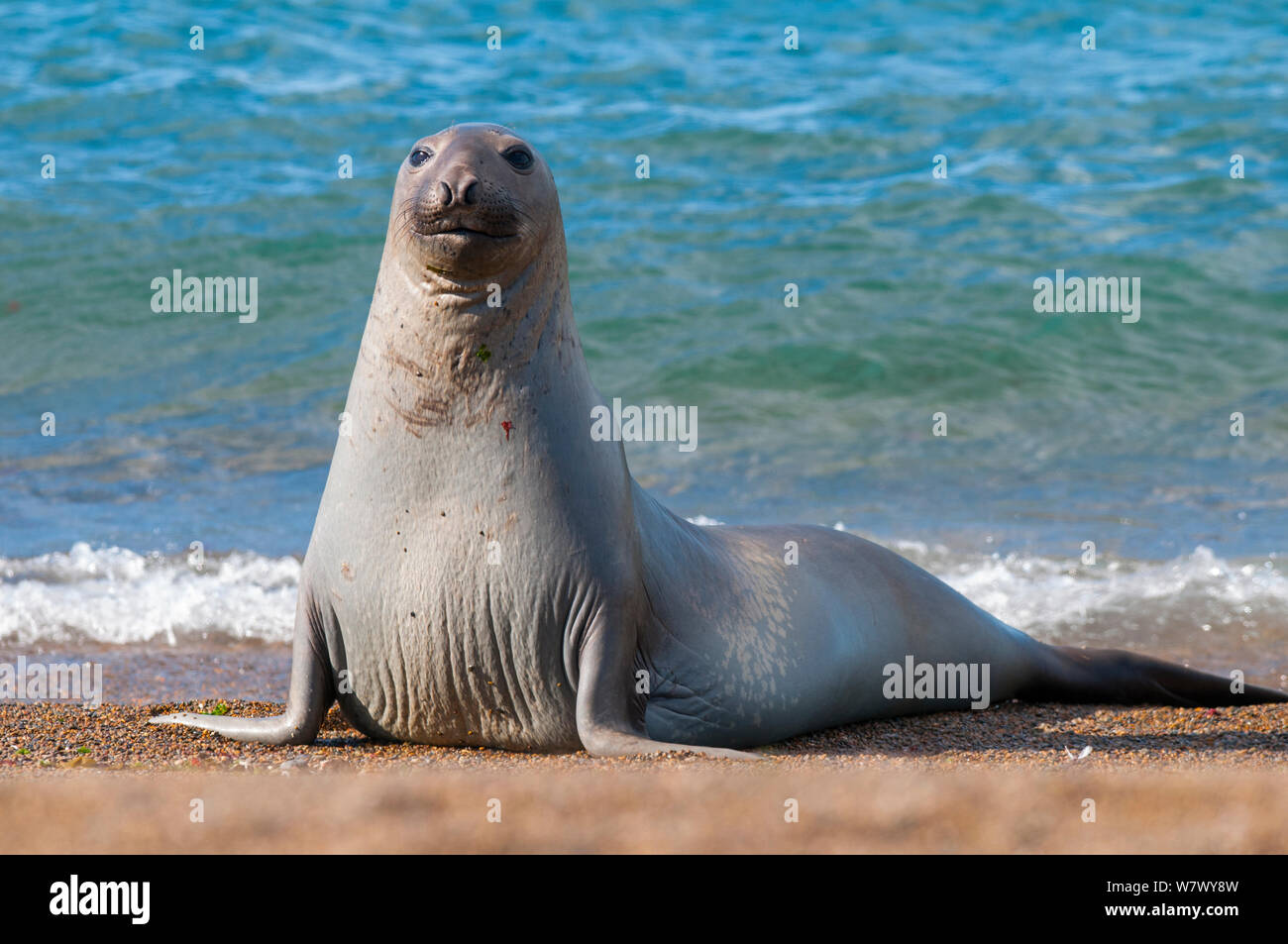 Südlicher See-Elefant (Mirounga leonina leonina) am Strand. Caleta Valdés, die Halbinsel Valdes, Chubut, Patagonien, Argentinien. Stockfoto