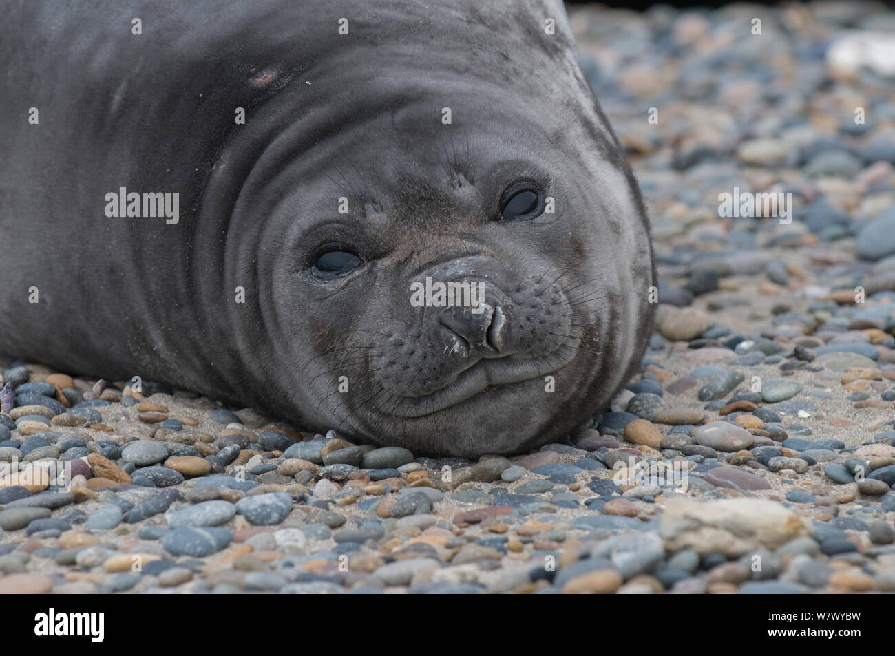 Südlicher See-Elefant (Mirounga leonina leonina) Caleta Valdés, die Halbinsel Valdes, Chubut, Patagonien, Argentinien. Stockfoto