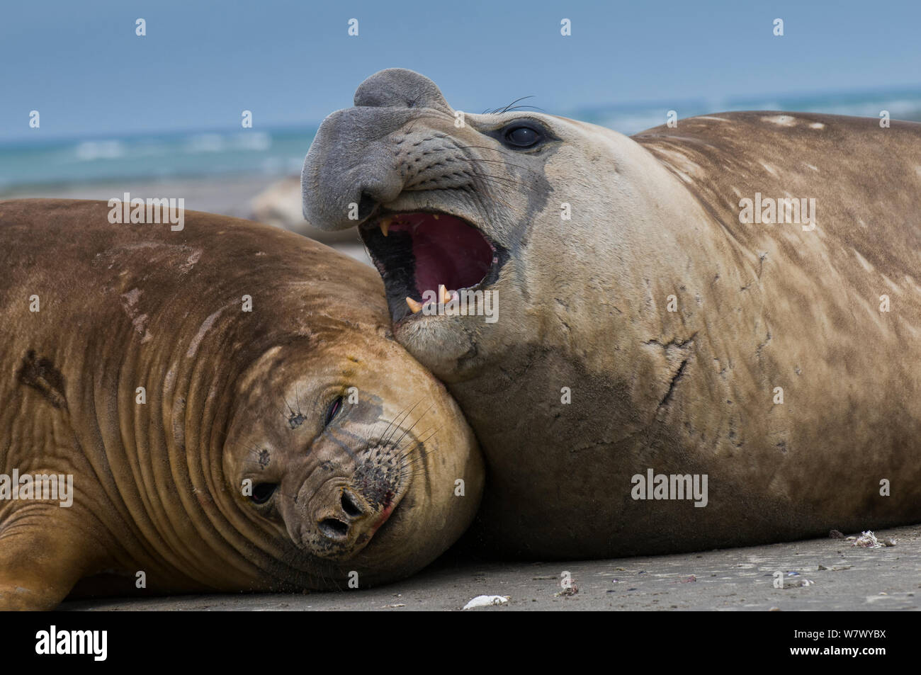 Südlicher See-Elefant (Mirounga leonina leonina) männlichen und weiblichen am Strand. Caleta Valdés, die Halbinsel Valdes, Chubut, Patagonien, Argentinien. Stockfoto