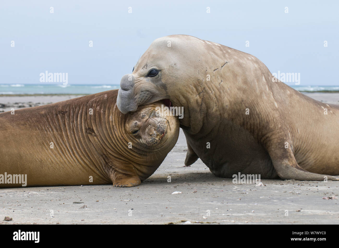 Südlicher See-Elefant (Mirounga leonina leonina) männlich weiblich Beißen. Caleta Valdés, die Halbinsel Valdes, Chubut, Patagonien, Argentinien. Stockfoto