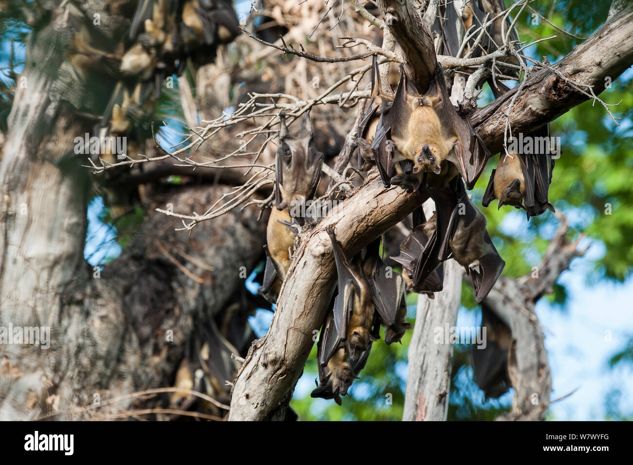 Strohfarbene Flughunde (Eidolon helvum) tagsüber in&#39 roost; Mushitu&#39; (immer grünen Sumpf Wald). Kasanka Nationalpark, Sambia. Stockfoto