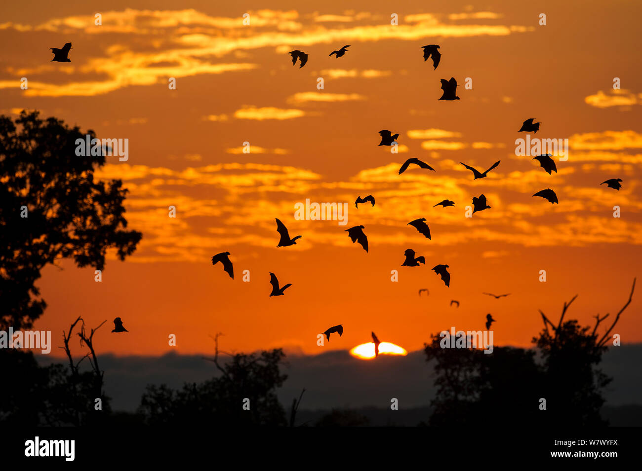 Strohfarbenen Flughunde (Eidolon Helvum) wieder tagsüber Roost bei Sonnenaufgang. Kasanka Nationalpark, Sambia. Stockfoto