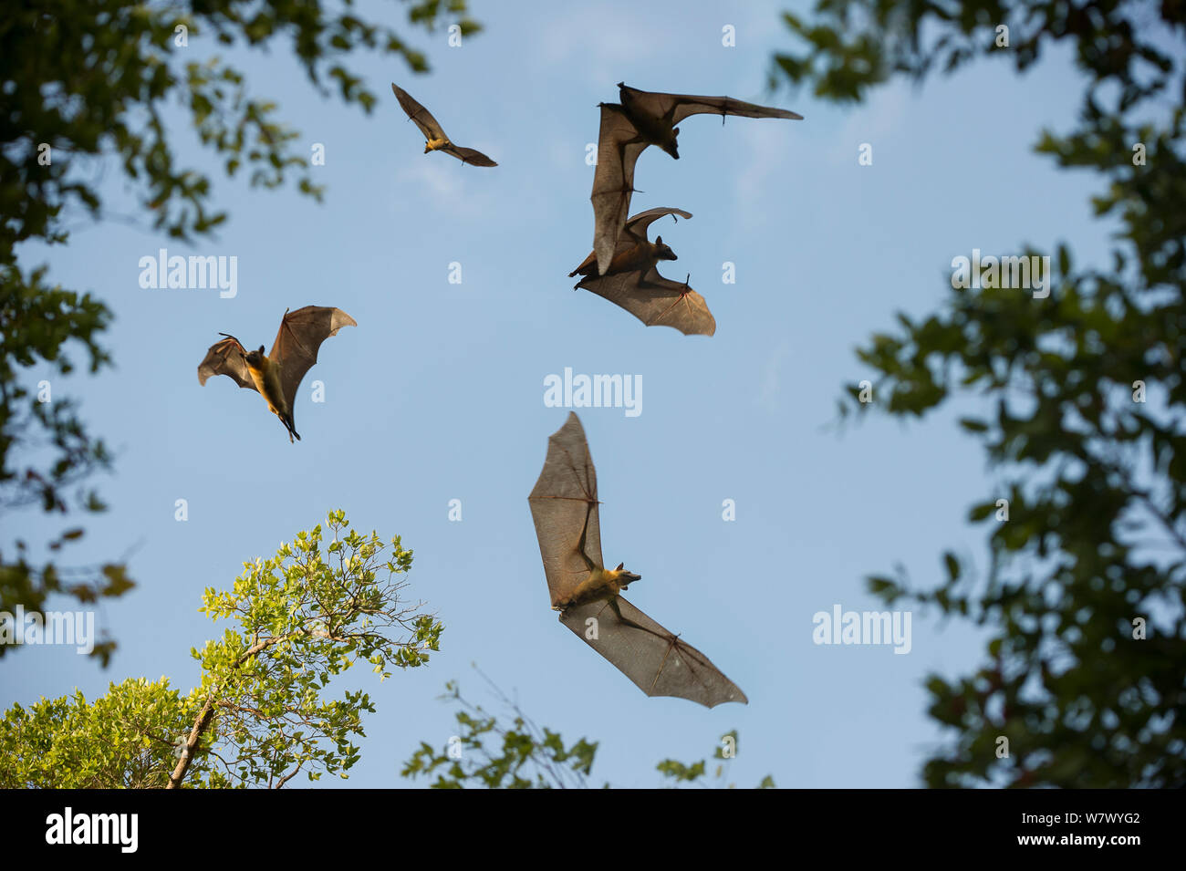 Strohfarbene Flughunde (Eidolon helvum) im Flug tagsüber in&#39 roost; Mushitu&#39; (immer grünen Sumpf Wald). Kasanka Nationalpark, Sambia. Stockfoto