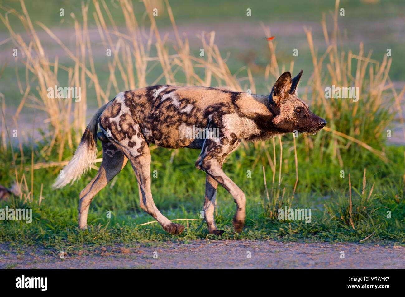 African wild Dog/lackiert Jagdhund (Lycaon pictus). South Luangwa National Park, Sambia. Stockfoto