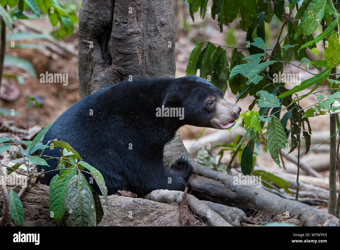 Bornesischen sun bear (Helarctos malayanus euryspilus) an Bornesischen Sun Bear Conservation Centre (BSBCC), Sepilok, Sabah, Borneo. Stockfoto