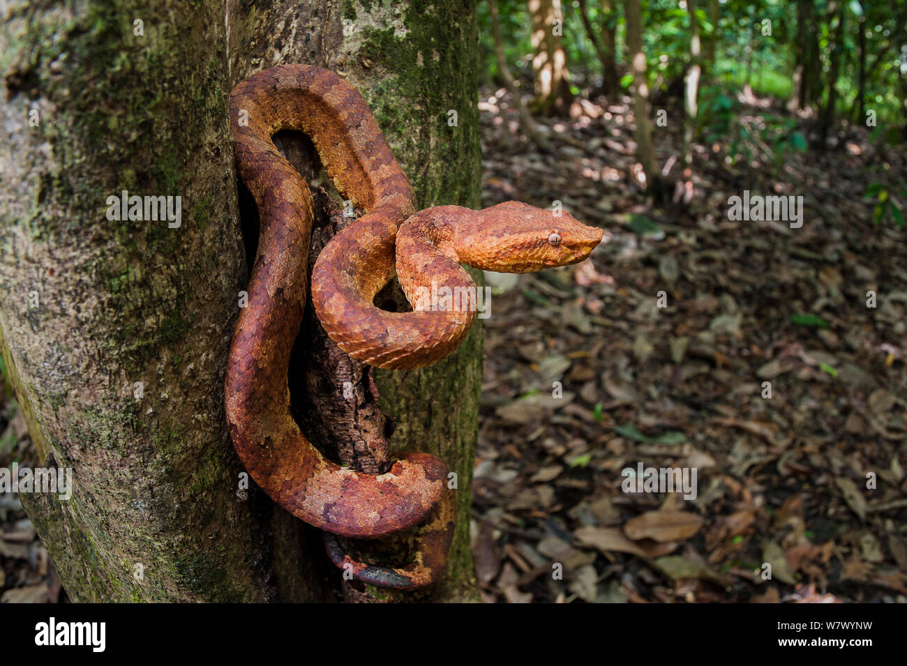 Bornesischen leaf-pit-Viper (Ein älterer Name Borneensis) im Wald Unterwuchs. Unteren Kinabatangan Wildlife Sanctuary, Sabah, Borneo. Stockfoto