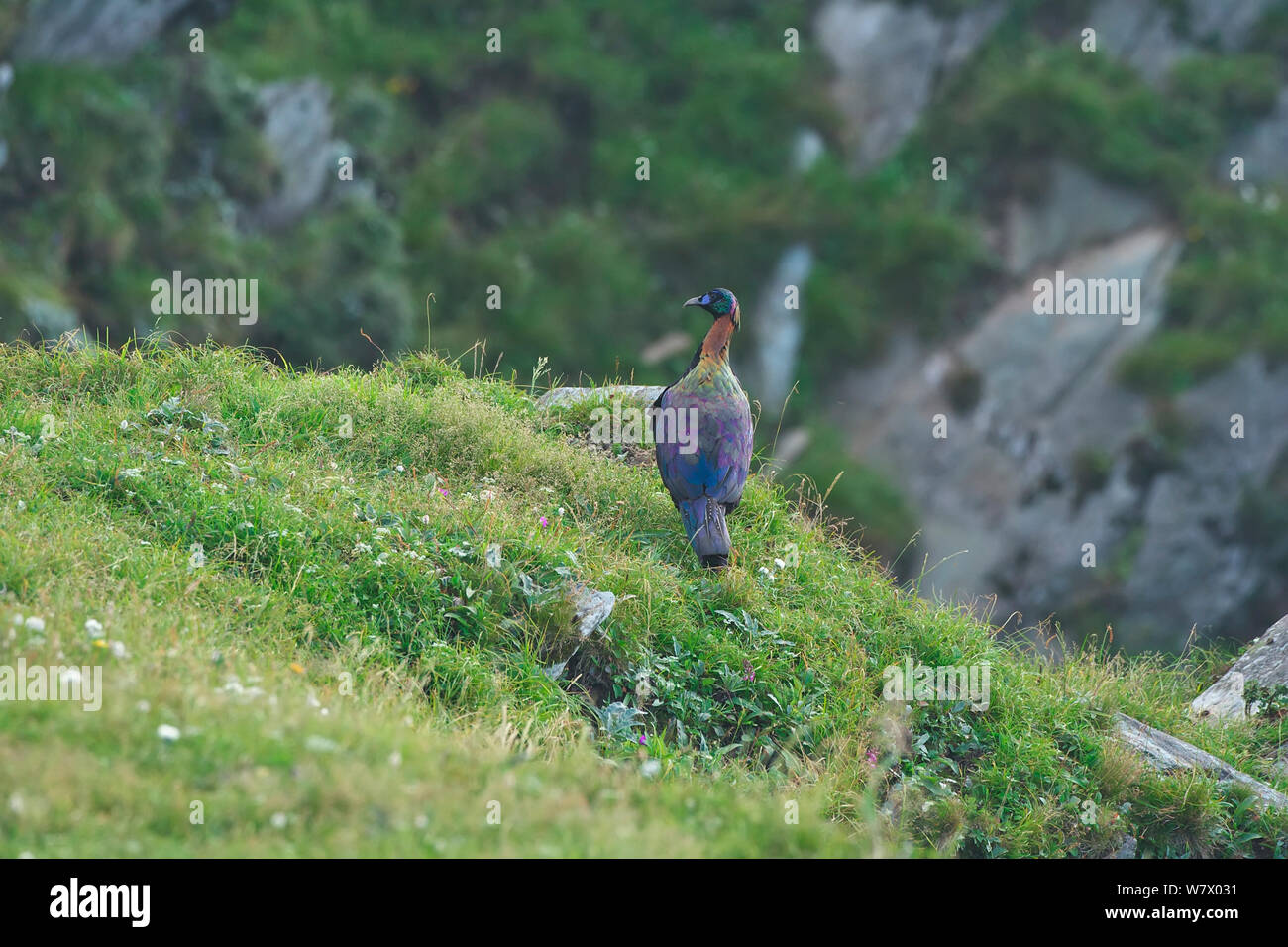 Lophophorus lhuysii Fotos und Bildmaterial in hoher Auflösung Alamy