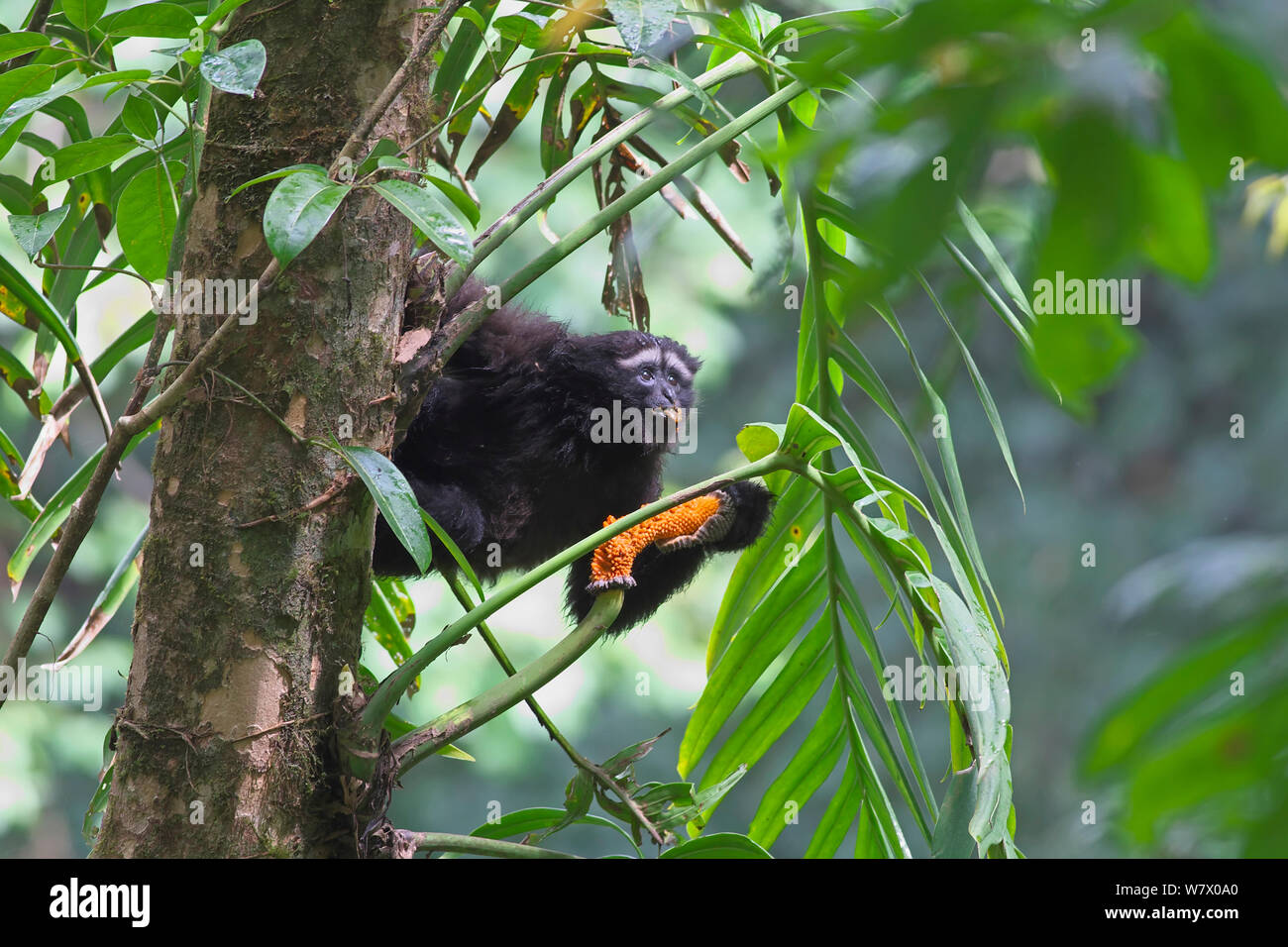Hoolock Gibbon (Hoolock leuconedys) Ernährung Jailigong Mountain National Nature Reserve, Tengchong County in der Provinz Yunnan, China, Asien Stockfoto