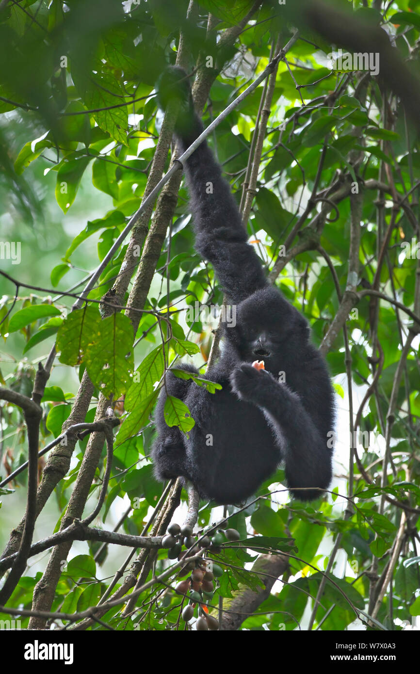 Schwarz crested Gibbon (Nomascus concolor) Männliche hängen und Fütterung, Wuliang Mountain National Nature Reserve, jingdong County in der Provinz Yunnan, China, Asien Stockfoto