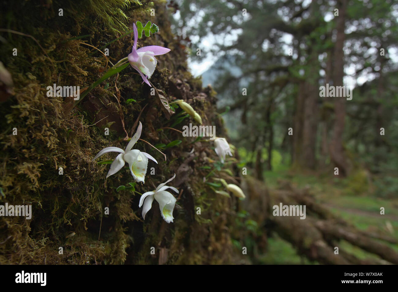 Orchidee (Pleione hookeriana) Blumen, Makalu Mountain, Mount Qomolangma National Park, Dingjie County, Qinghai-Tibet Plateau, Tibet, China, Asien Stockfoto