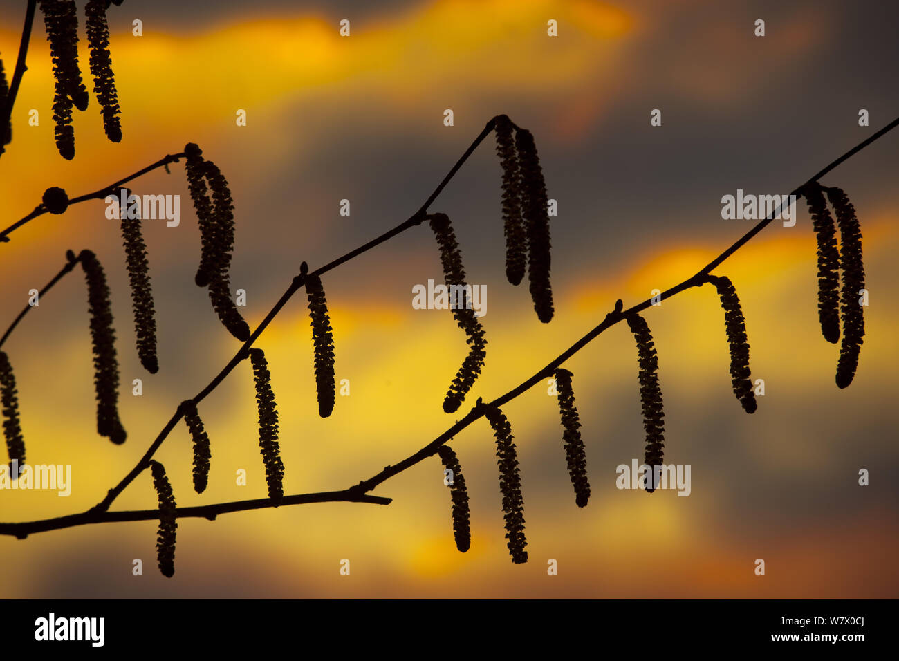 Hasel (Corylus avellana) Palmkätzchen im späten Winter bei Sonnenuntergang, England, Februar. Stockfoto