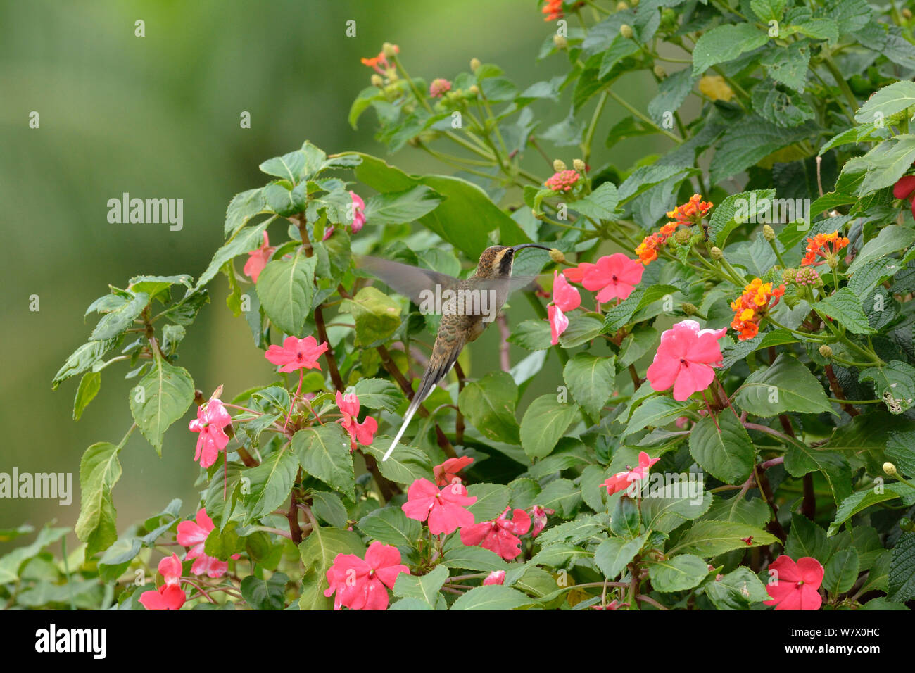 Scale Throated Einsiedler Phaethornis Eurynome Fliegen In Richtung Blume Atlantischer Regenwald Itatiaia Nationalpark Itatiaia Rio De Janeiro Sudosten Brasilien Stockfotografie Alamy