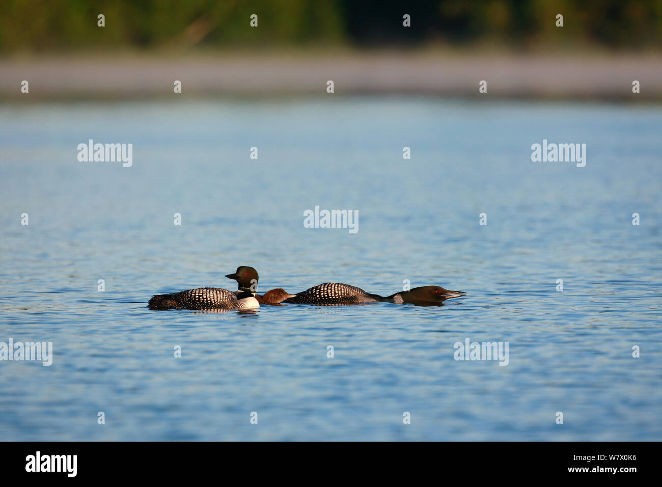 Gemeinsame Eistaucher (Gavia Immer) Paar schwimmen mit Jungen. Ein erwachsener geduckt, mit Kopf und Hals parallel im Gebiet/Alarm anzeige zu Wasser. Turtle Flambeau malerische Gewässer, Wisconsin, Juni. Stockfoto