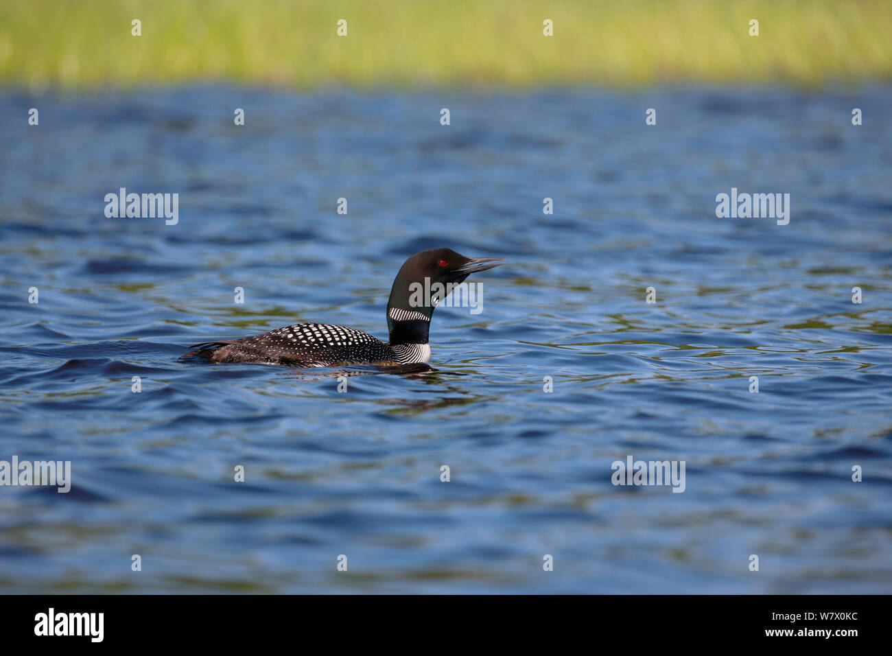 Gemeinsame Eistaucher (Gavia Immer) auf Wasser, aufrufen. Turtle Flambeau malerische Gewässer, Wisconsin, Juli. Stockfoto