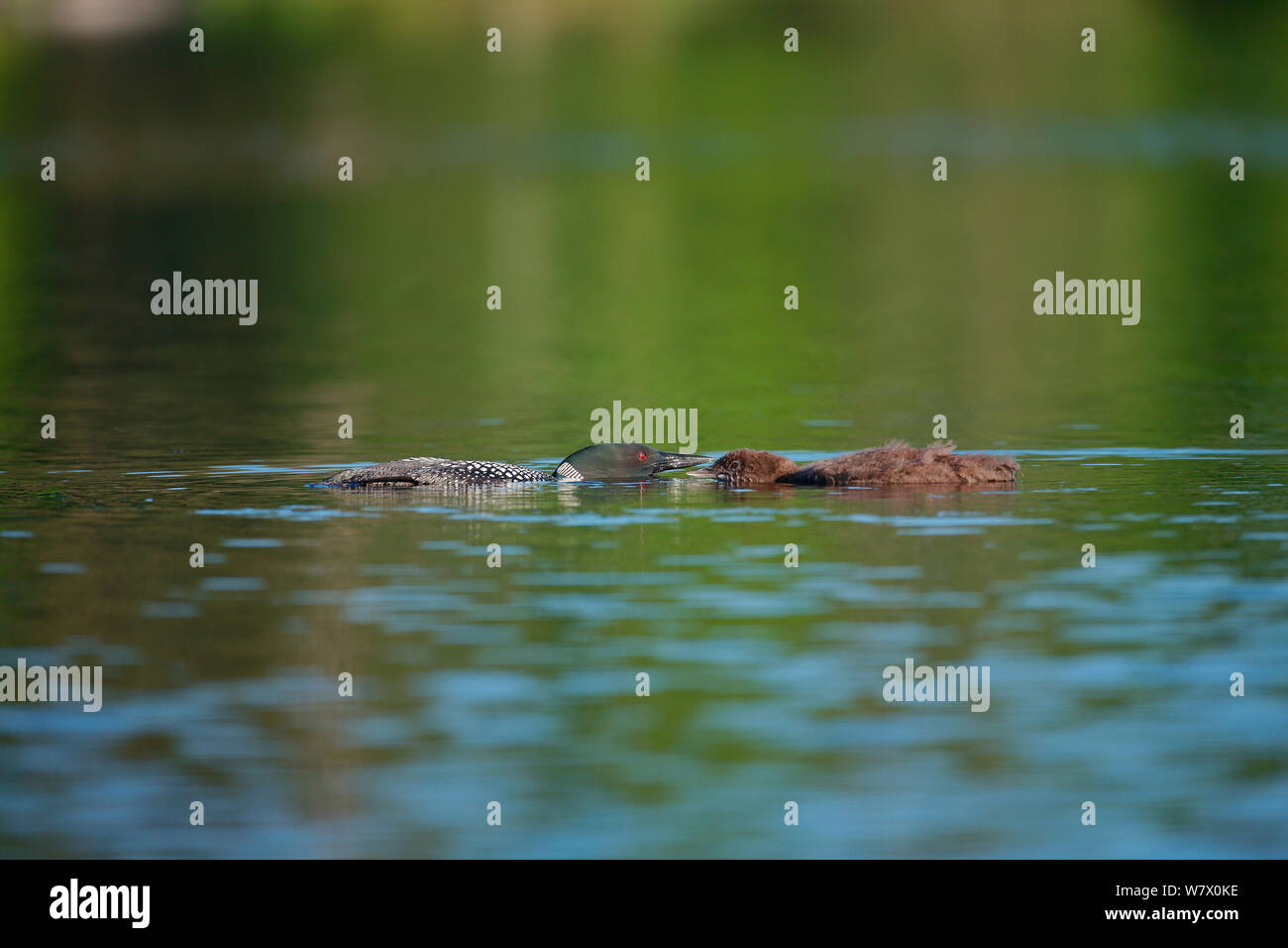 Gemeinsame Eistaucher (Gavia Immer) Schwimmen mit Jungen. Crouching mit Kopf und Hals parallel im Gebiet/Alarm anzeige zu Wasser. Turtle Flambeau malerische Gewässer, Wisconsin, Juli. Stockfoto
