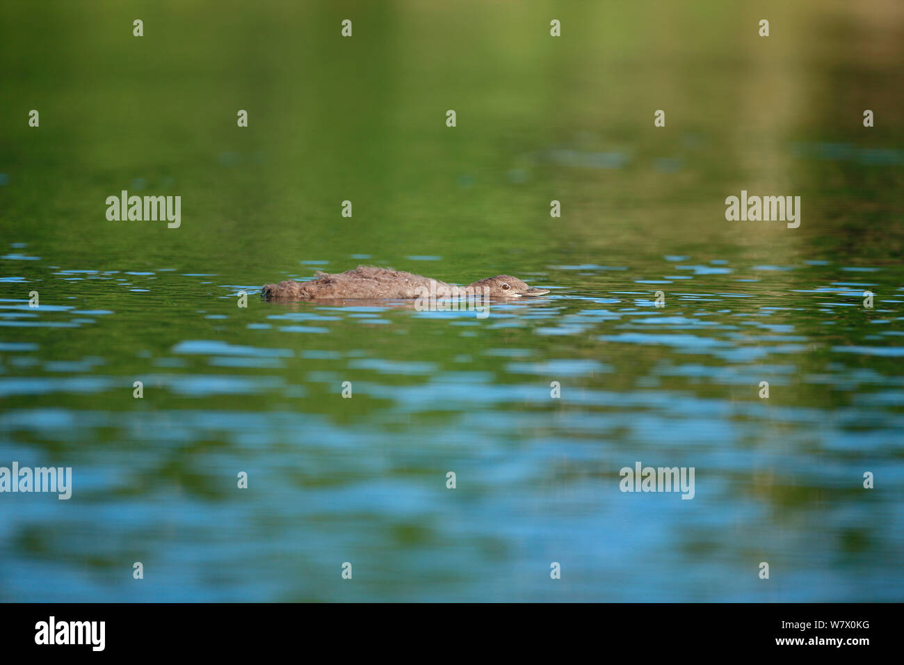 Gemeinsame Eistaucher (Gavia Immer) noch in den Kinderschuhen steckenden hockend mit Kopf und Hals parallel im Gebiet/Alarm anzeige zu Wasser. Turtle Flambeau malerische Gewässer, Wisconsin, Juli. Stockfoto