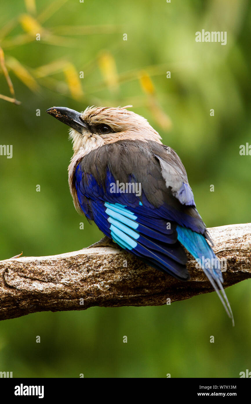 Blue-bellied Walze (Coracias cyanogaster) gefangen im Zoo, tritt in Afrika. Stockfoto