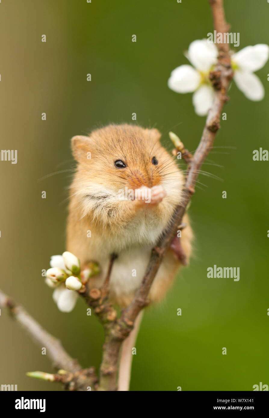 Sehr Niedliches Ernte Maus Im Garten Sie Sind Extrem Klein