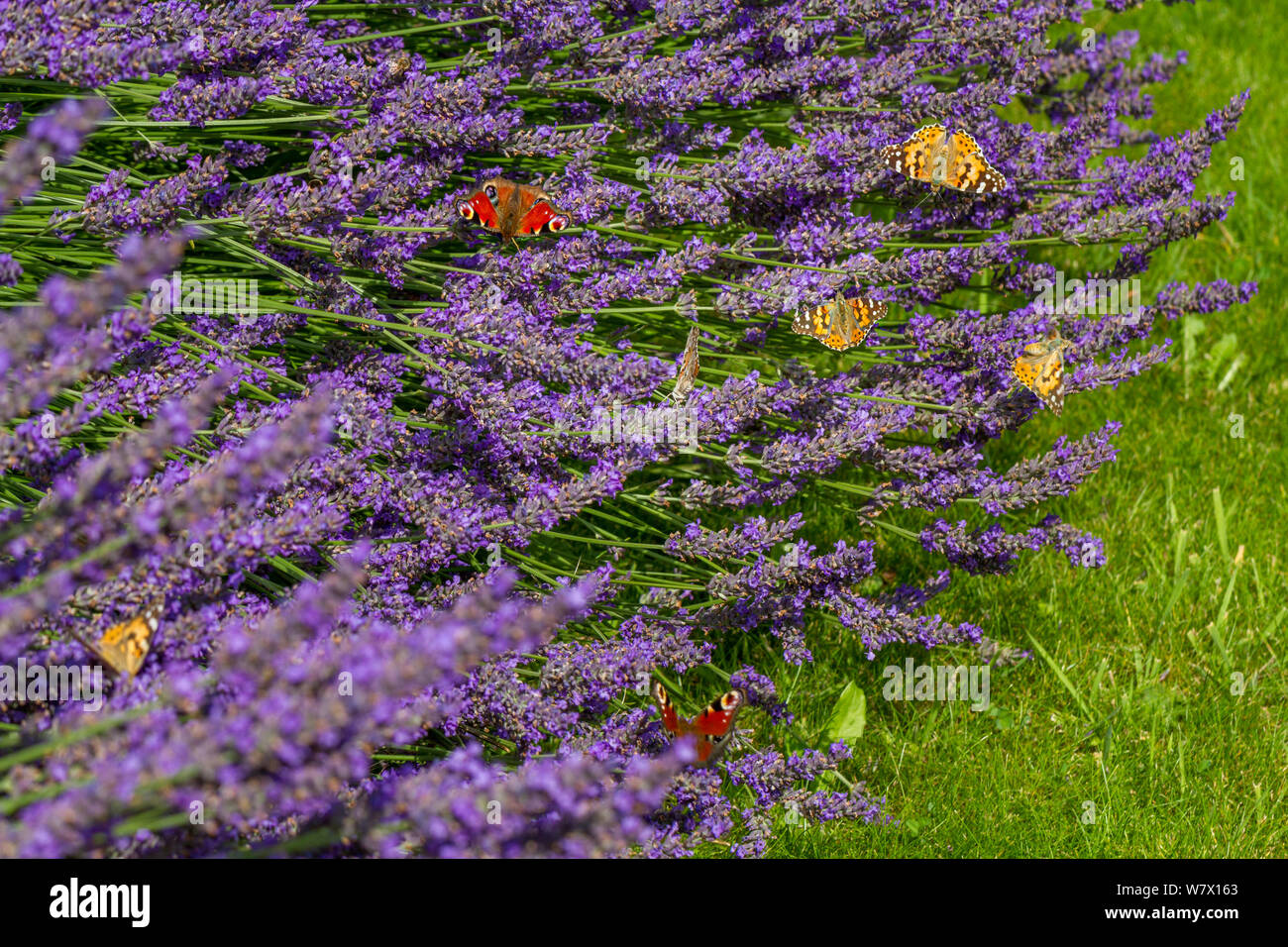 UK Wildlife: Viele Schmetterlinge einschließlich Painted Lady und Peacock genießen Lavendel Nektar Stockfoto