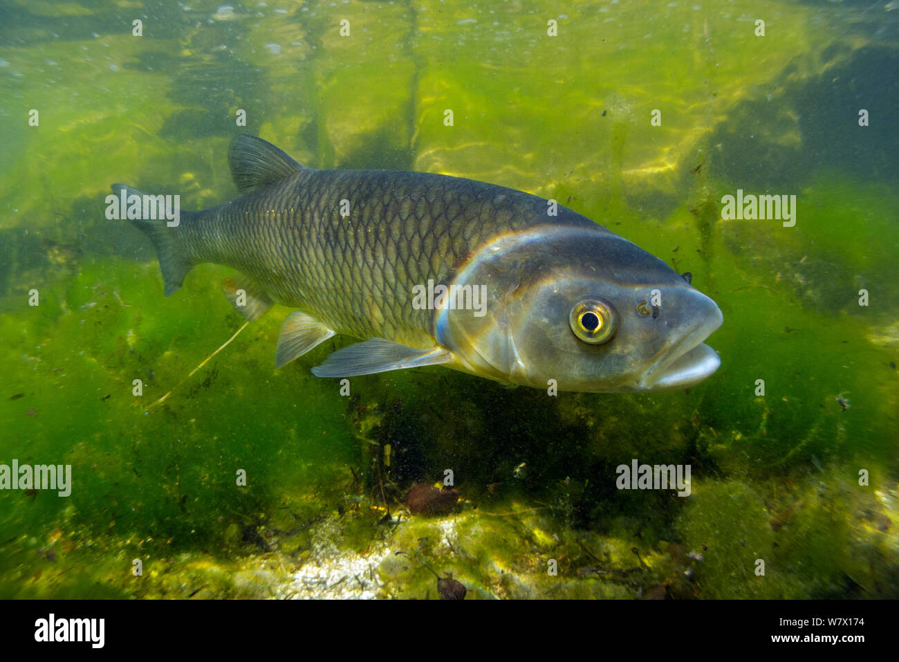 europ-ische-chub-squalius-cephalus-mit-algen-grundlsee-sterreich