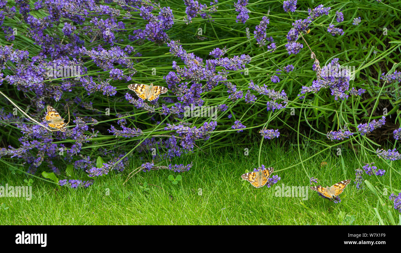 UK Wildlife: Viele Distelfalter Schmetterlinge Fütterung auf lavendel Nektar Stockfoto