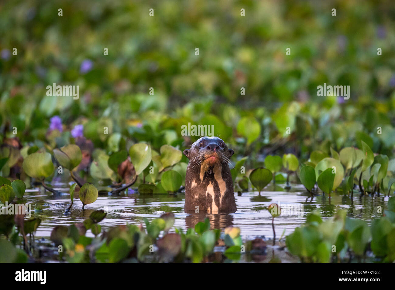 Riesenotter (Pteronura brasiliensis) in Feuchtgebieten, Hato El Cedral, Venezuela. Stockfoto