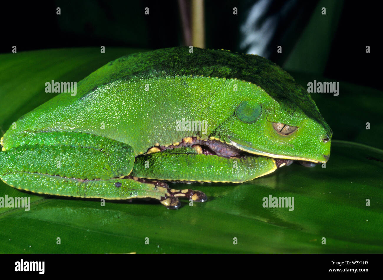 Weiß liniert Blatt Frosch (Phyllomedusa Siamensis) Schlafen, Französisch-guayana. Stockfoto