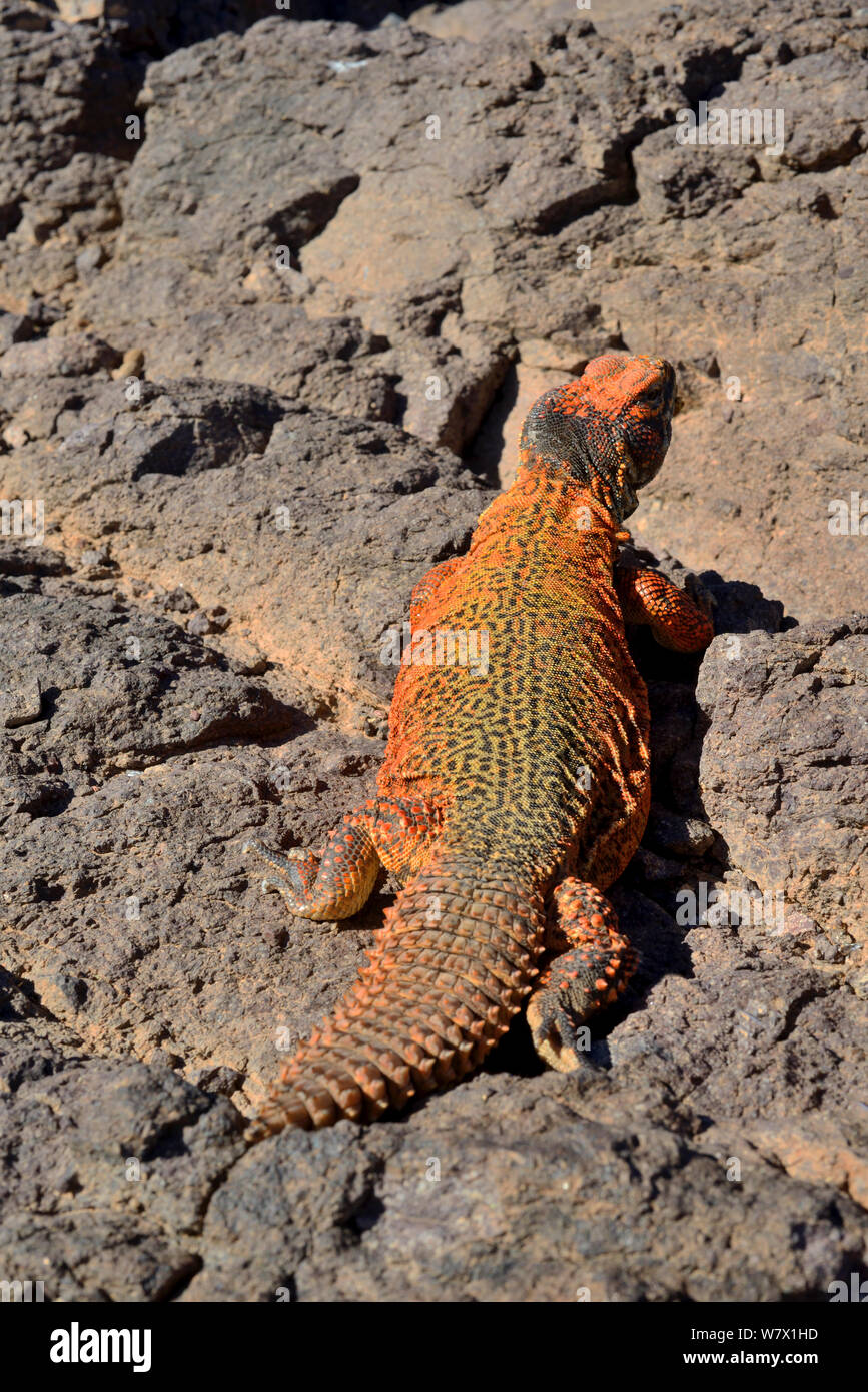 Stachelige-tailed Lizard (Uromastyx Nigriventris) in der Nähe von Ouarzazate, Marokko. Stockfoto