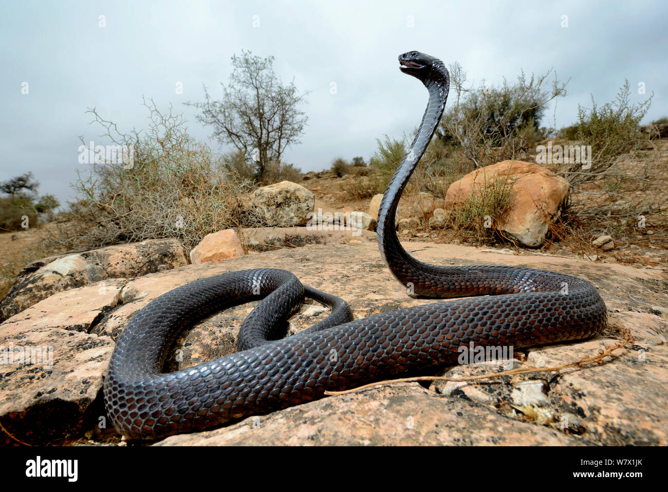 Ägyptische Kobra (Naja haje) mit dem Kopf angehoben und Haube erweitert, Marokko. Stockfoto