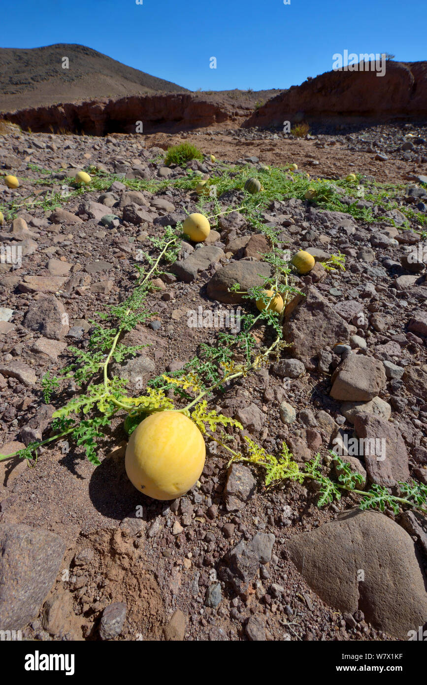 Wüste Kürbis (Citrullus colocynthis) in der Nähe von Ouarzazate, Marokko. Stockfoto