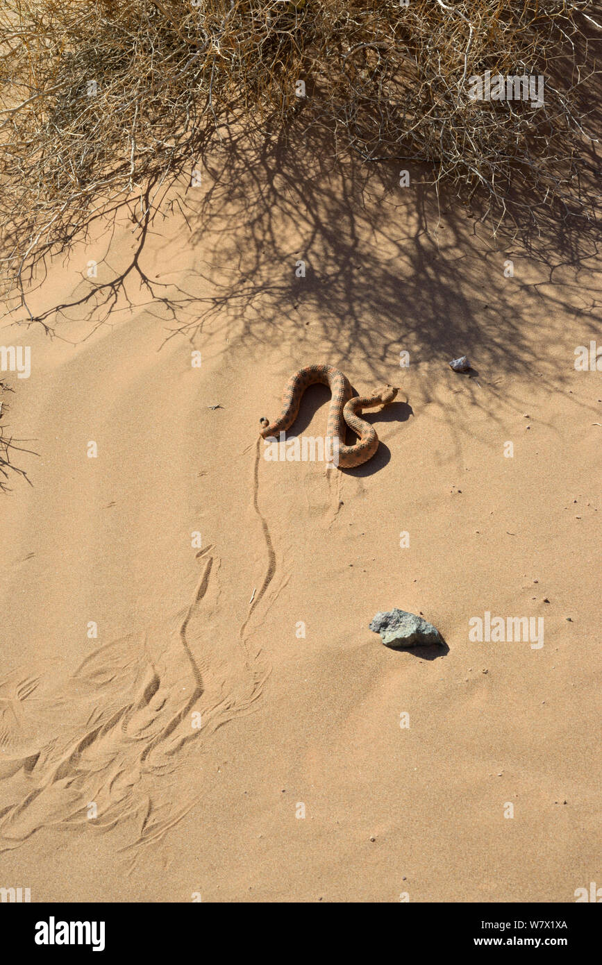 Horned Viper (Cerastes cerastes) Bewegen im Schatten von Bush mit Spuren im Sand, in der Nähe von Ouarzazate, Marokko. Stockfoto