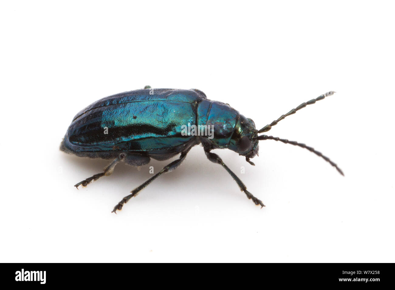 Erle Flea Beetle (Altica ambiens) Rivernook Campground, Manila, Kern County, Kalifornien, USA. Stockfoto