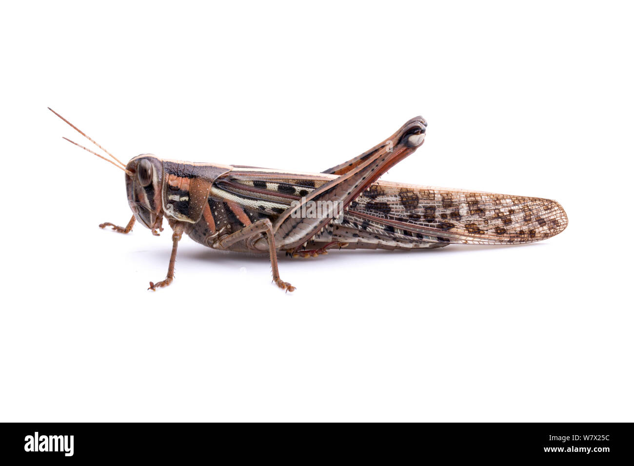 American Bird Grasshopper (Schistocerca americana) Bastrop County, Texas, USA. Stockfoto