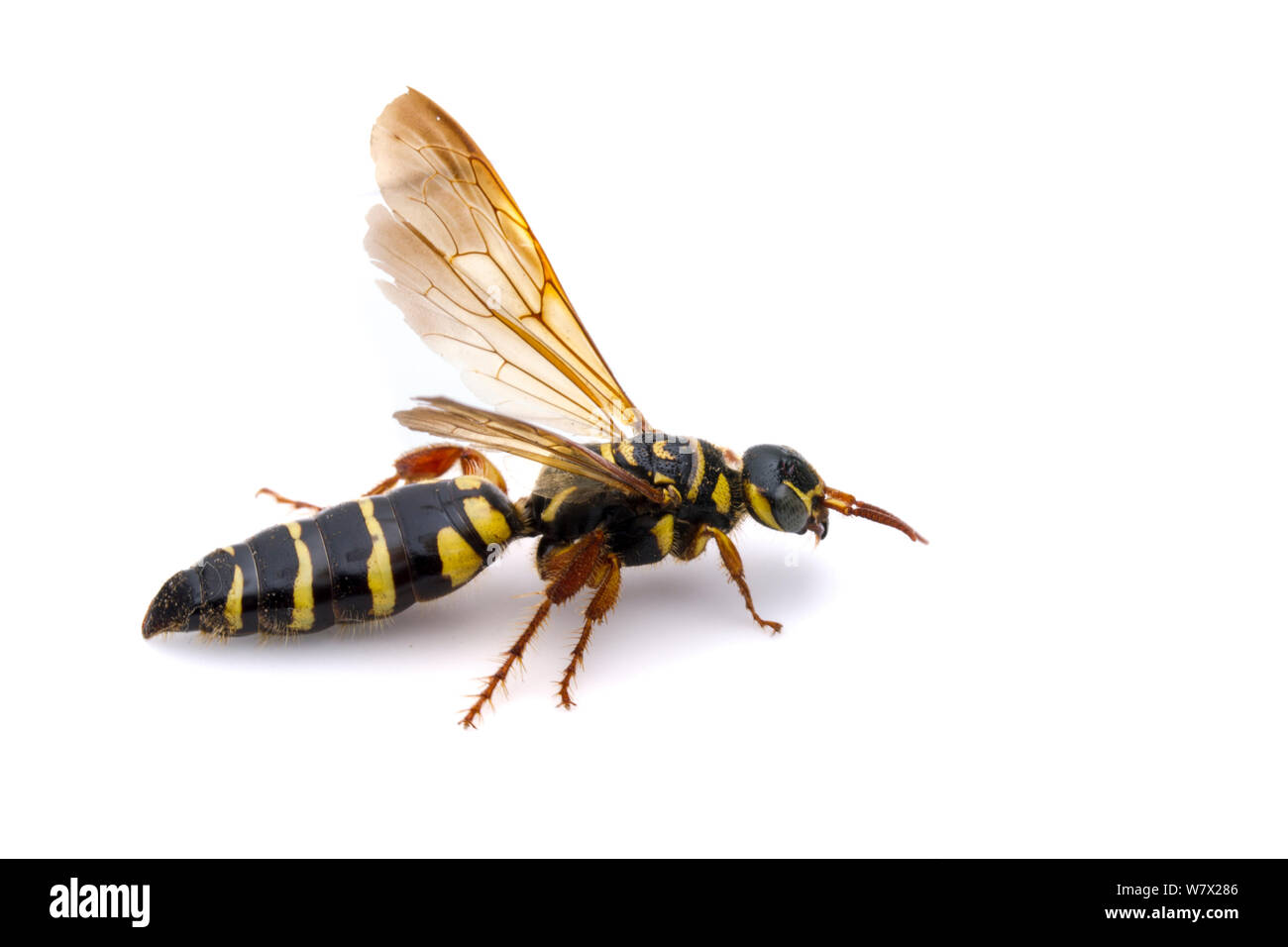 Fivebanded Tiphiid Wasp (Myzinum quinquecinctum) Weiblich, Stengl&#39; Lost Pines &#39; Biologische Station, 5, Bastrop County, Texas, USA. Stockfoto