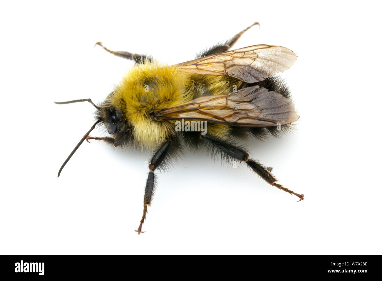 Frigide Hummel (Bombus frigidus) männlich, Nordpol, Fairbanks North Star Borough, Alaska, USA, Juli. Stockfoto