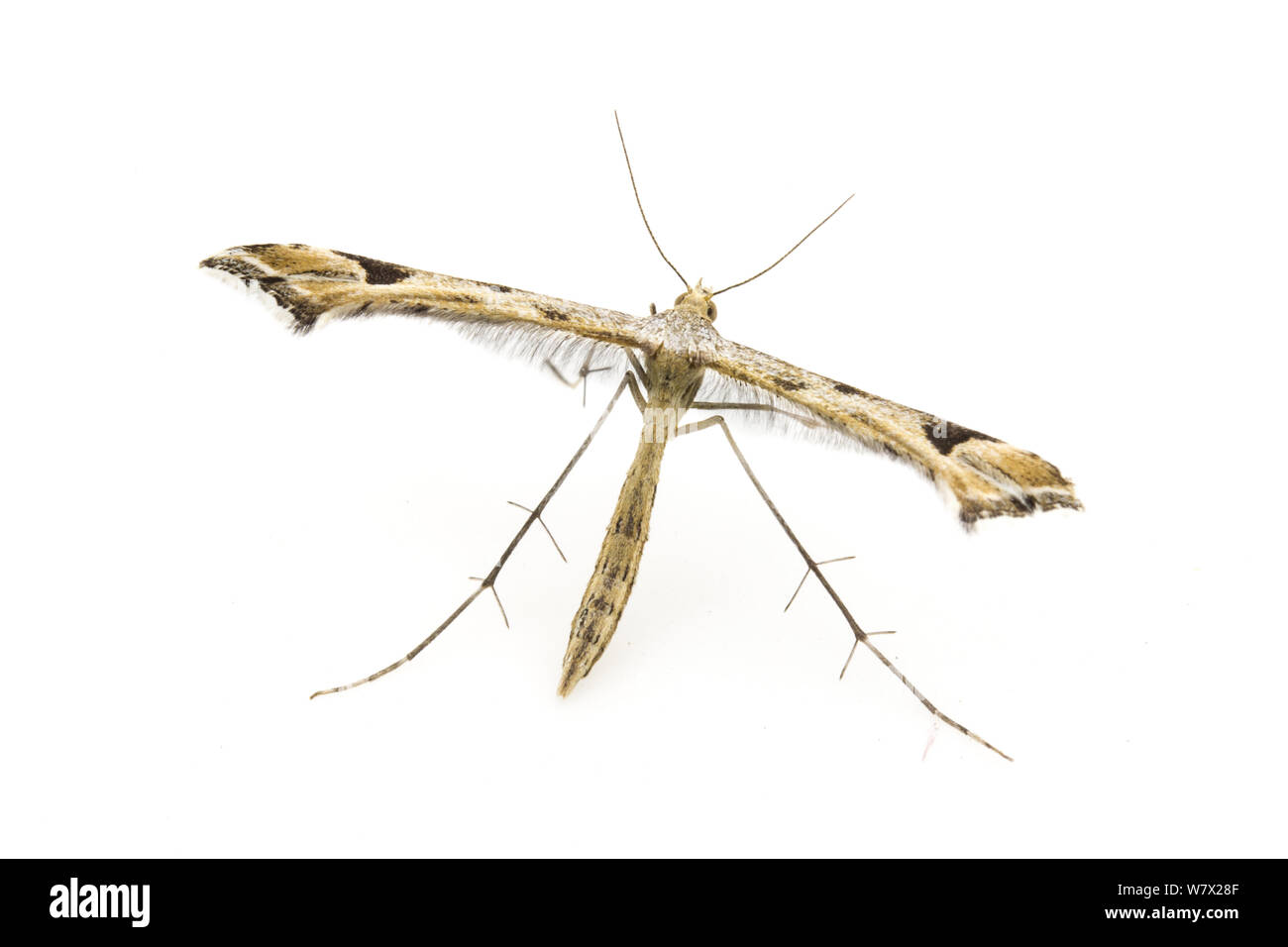 Geranium Plume Motte (Amblyptilia pica) Seeblick, Lake County, Oregon, USA, Juni. Stockfoto