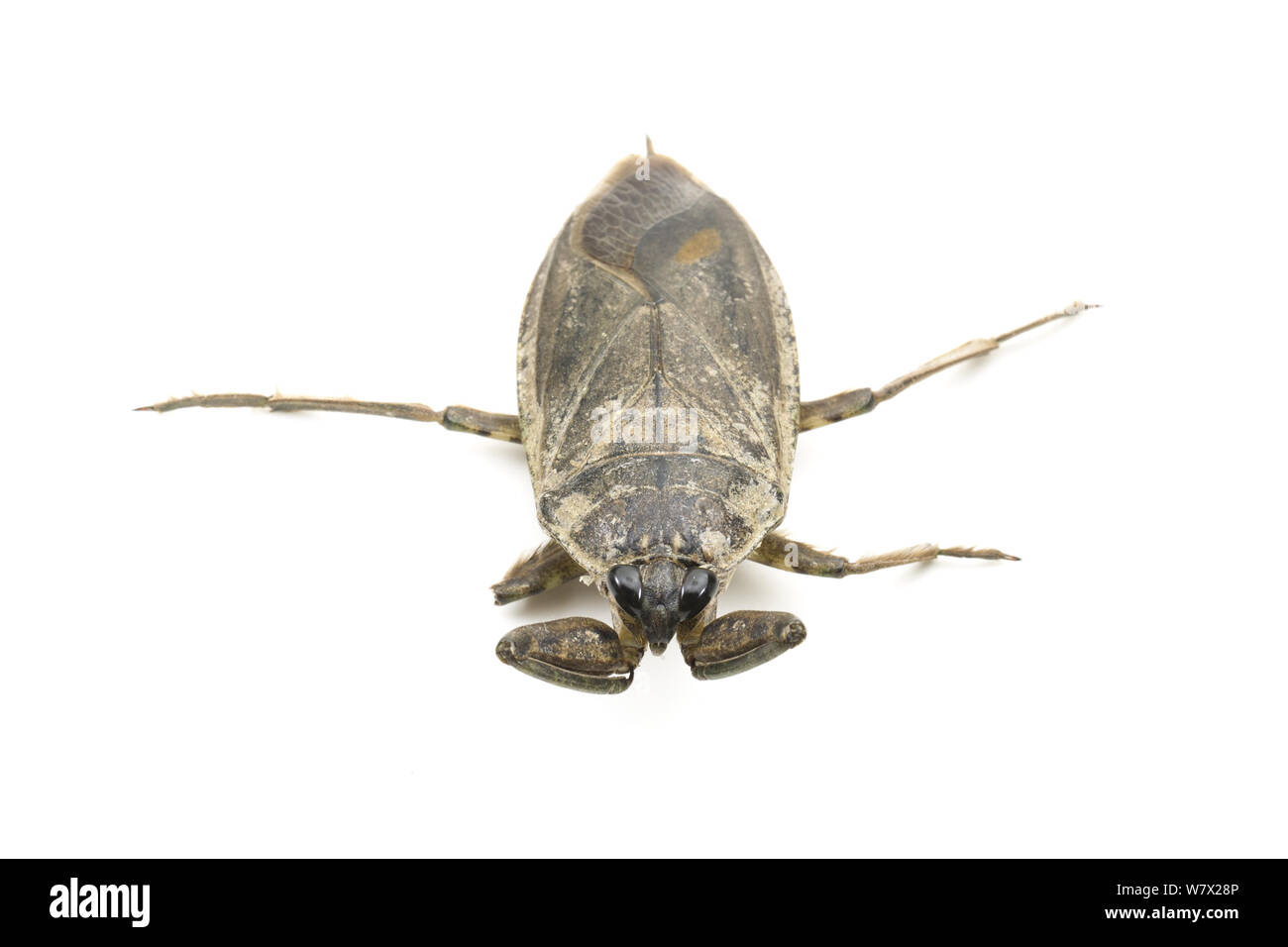 Giant Water Bug (Lethocerus americanus) Seeblick, Lake County, Oregon, USA, Juni. Stockfoto