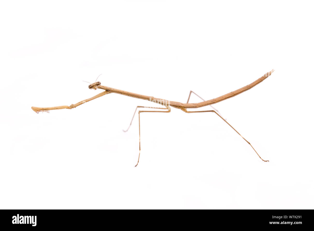 Grasslike Mantid (Thesprotia graminis) Weiblich, Montgomery, Montgomery County, Texas, USA. Stockfoto