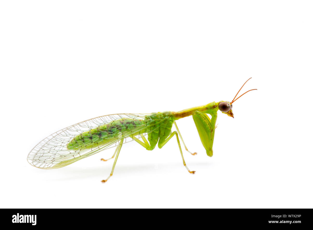 Grün (Mantisfly Zeugomantispa minuta) Brackenridge Field Laboratory, Austin, Travis County, Texas, USA. Stockfoto