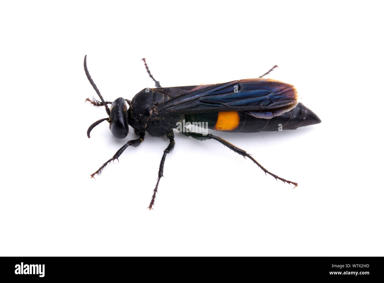 Sand Wasp (Stizoides renicintus) Hornsby Biegen, Kläranlage, Austin, Travis County, Texas, USA. Stockfoto