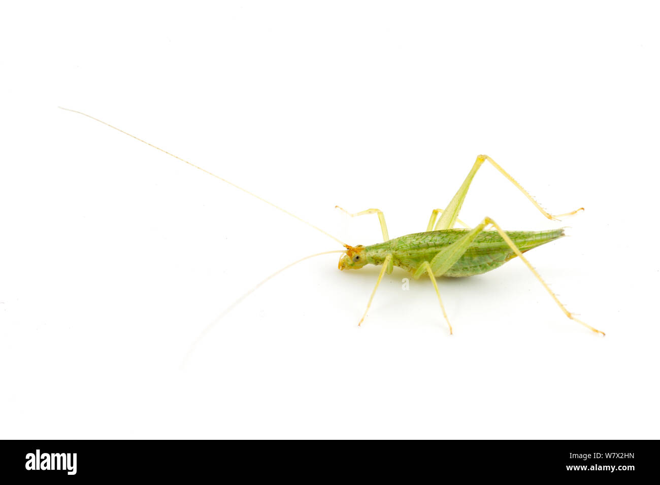 Snowy Tree Cricket (Oecanthus Fultoni) männlich, Austin, Brackenridge Field Laboratory, Travis County, Texas, USA. Stockfoto