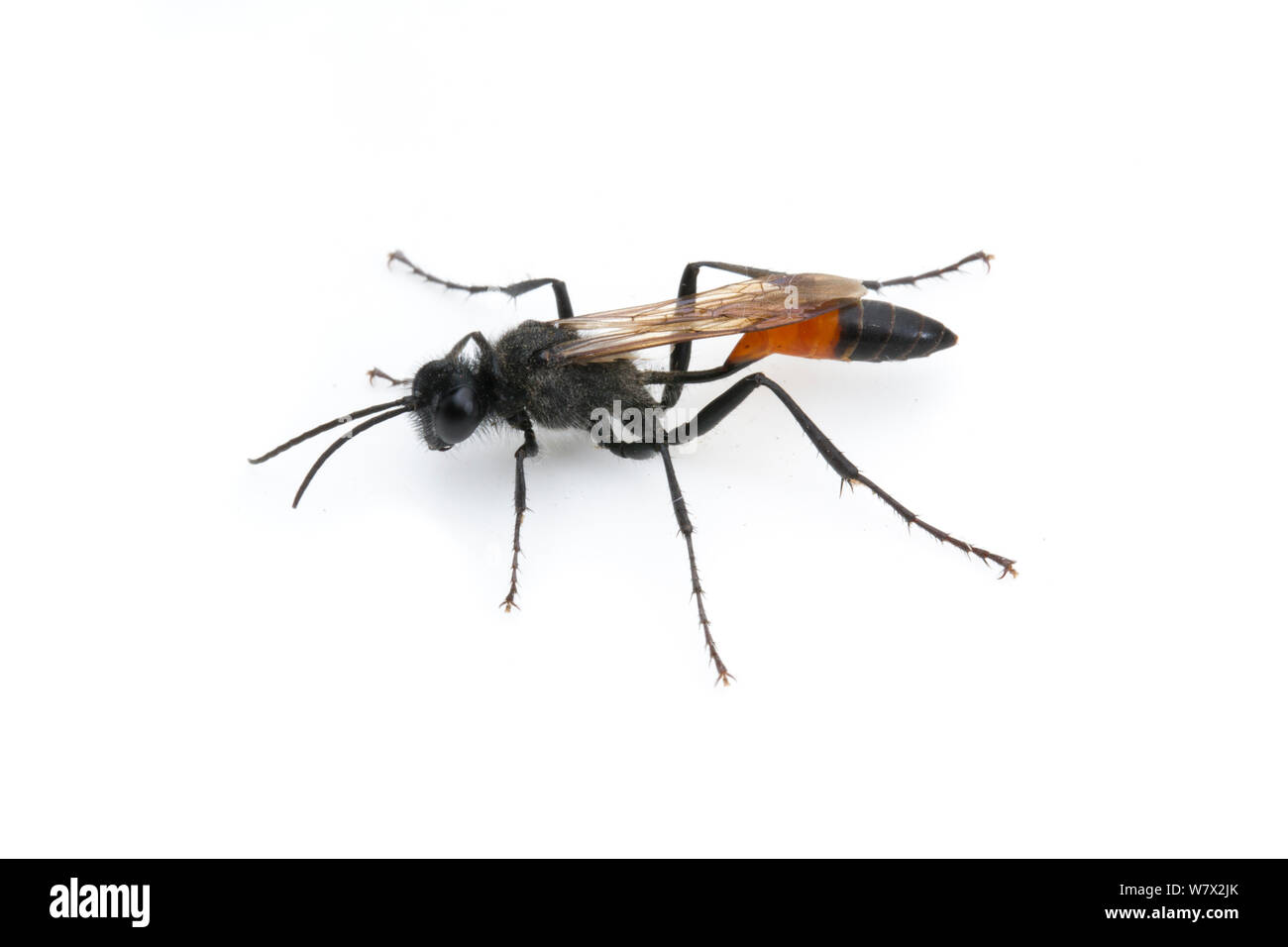 Threadwaisted Wasp (Ammophila sp.) Stine Cove, Lake Isabella, in der Nähe von Porterville, Kern County, Kalifornien, USA, Juni. Stockfoto