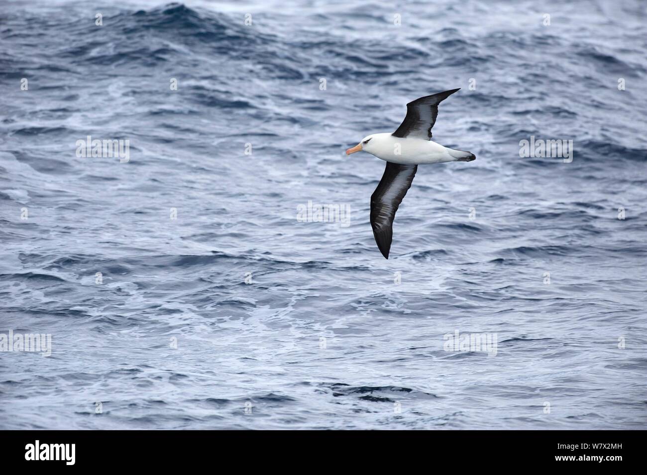 Campbell Albatross (Thalassarche impavida) im Flug über das Meer, südlich von Campbell Island, Neuseeland. Stockfoto