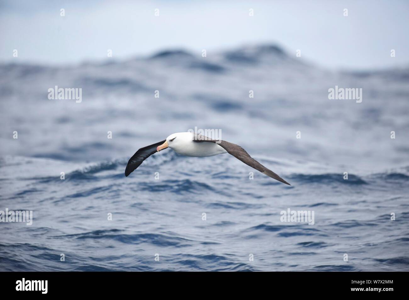 Campbell Albatross (Thalassarche impavida) im Flug über das Meer, südlich von Campbell Island, Neuseeland. Stockfoto