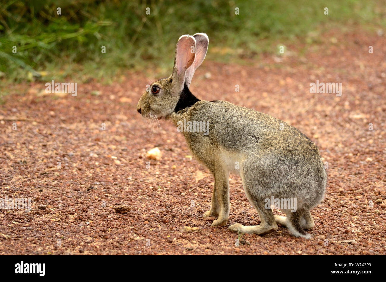 Schwarz naped Hase (Lepus nigricollis) Yala National Park, Sri Lanka. Stockfoto